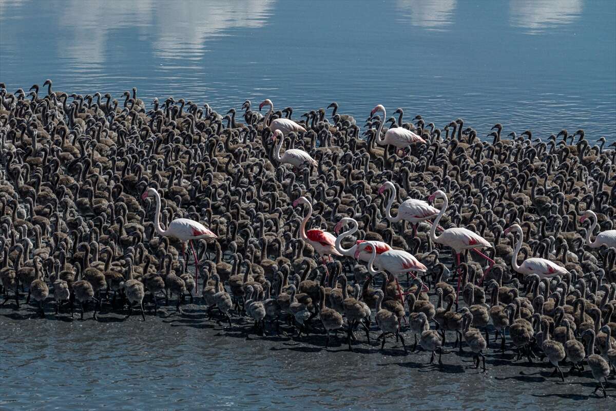 Tuz Gölü’nde mucize! Pembe misafirler yumurtadan çıktı 3